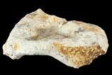 Fossil Synapsid Pelvic Bone Fragment - Texas #107005-2